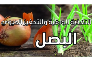 برنامج التغذية الورقية والتحفيز الحيوي -البصل