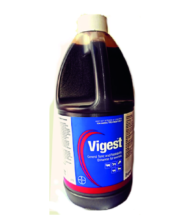 Vigest