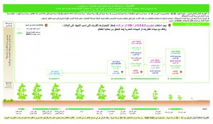 فاصولياء