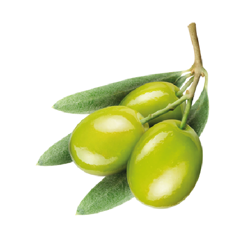 زيتون