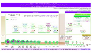ملفوف احمر