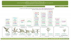زيتون