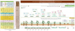 بطاطا