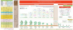 بندورة