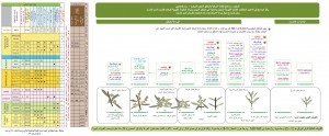 زيتون