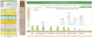 فاصولياء